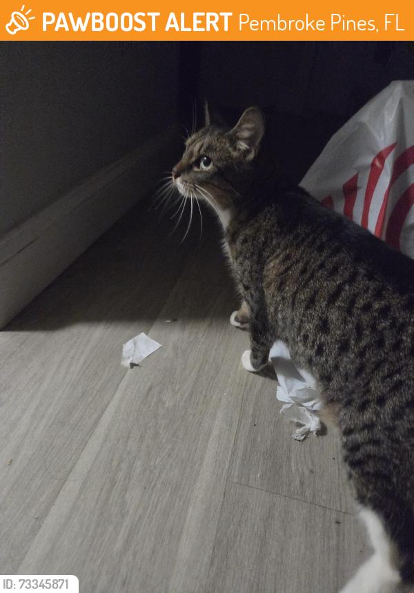 Found/Stray Unknown Cat last seen Pines boulevard and flamingo rd, Pembroke Pines, FL 33025