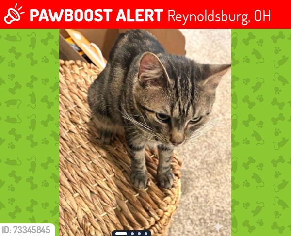 Lost Male Cat last seen Birchview Drive North, Reynoldsburg OH, Reynoldsburg, OH 43068