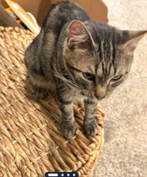 Lost Male Cat last seen Birchview Drive North, Reynoldsburg OH, Reynoldsburg, OH 43068