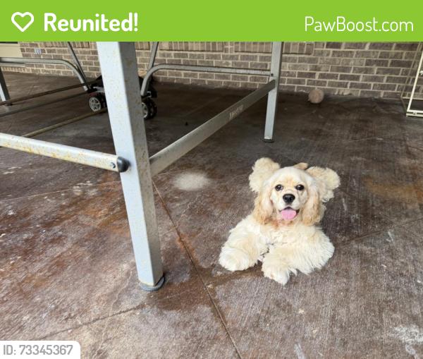 Reunited Female Dog last seen Near sollie road, Mobile, AL 36695