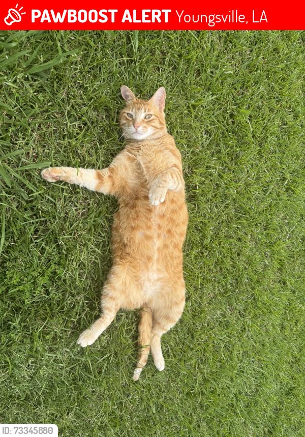 Lost Male Cat last seen Copperfield Neighborhood, Youngsville, LA 70592