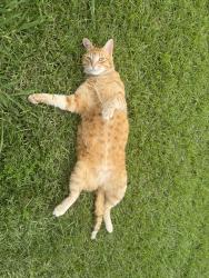 Lost Male Cat last seen Copperfield Neighborhood, Youngsville, LA 70592