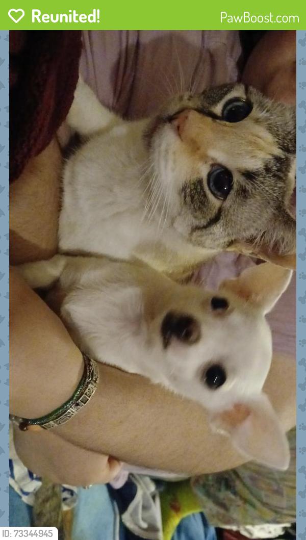 Reunited Female Cat last seen Walnut/Johnston/518 between McLean and veteran's, Pearland, TX 77581