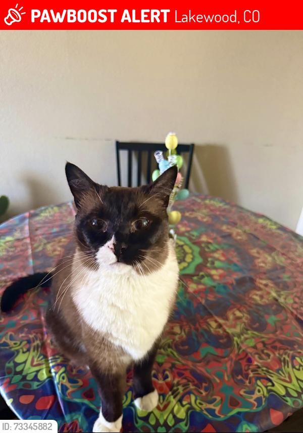Lost Male Cat last seen Victoria Village, Lakewood, CO 80227