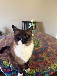 Lost Male Cat last seen Victoria Village, Lakewood, CO 80227