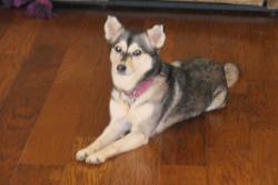 Lost Female Dog last seen Meadow Creek Dr. & Willow Wood Dr., Pflugerville, TX 78660