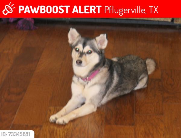 Lost Female Dog last seen Meadow Creek Dr. & Willow Wood Dr., Pflugerville, TX 78660