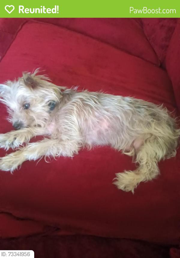 Reunited Male Dog last seen Clough St, Lake Helen, FL 32744