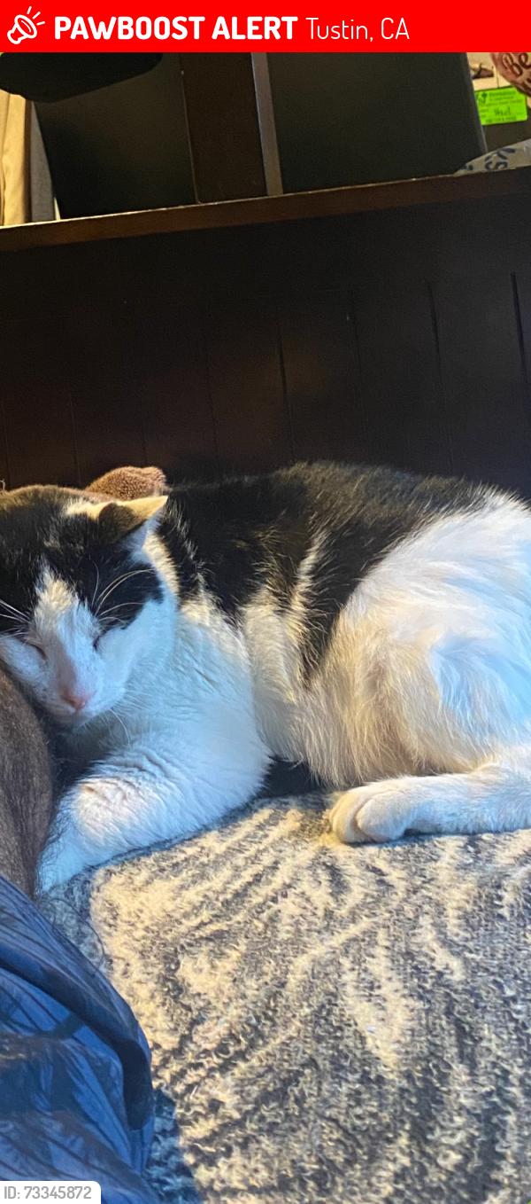 Lost Male Cat last seen Main and Bryan in Tustin, Tustin, CA 92780