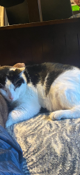 Lost Male Cat last seen Main and Bryan in Tustin, Tustin, CA 92780