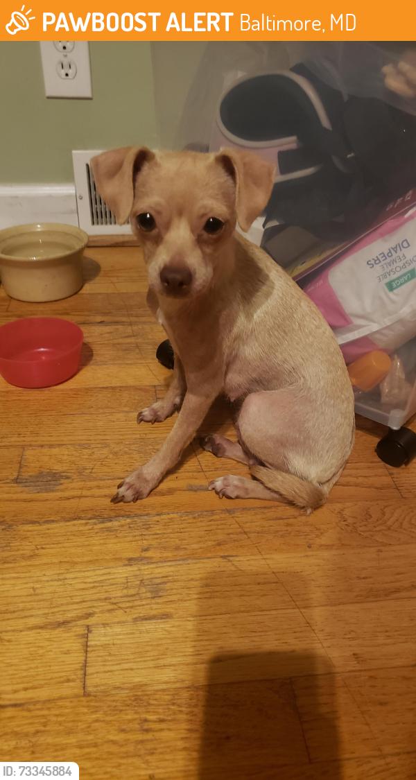Found/Stray Female Dog last seen Ashland ave and castle street, Baltimore, MD 21224