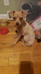 Found/Stray Female Dog last seen Ashland ave and castle street, Baltimore, MD 21224