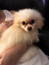 Found/Stray Male Dog last seen Altamonte elementary school, Altamonte Springs, FL 32701