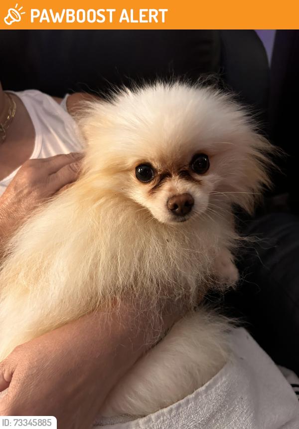 Found/Stray Male Dog last seen Altamonte elementary school, Altamonte Springs, FL 32701