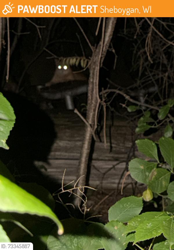 Found/Stray Unknown Cat last seen Chubby big orange cat, Sheboygan, WI 53083