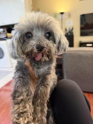 Lost Female Dog last seen Eagle nest dr., Diamond Bar, CA 91765