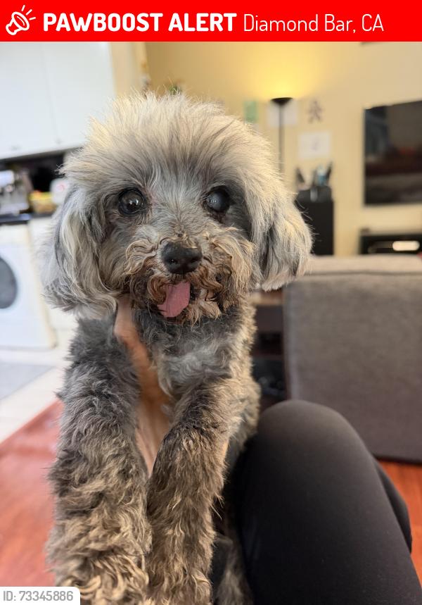 Lost Female Dog last seen Eagle nest dr., Diamond Bar, CA 91765