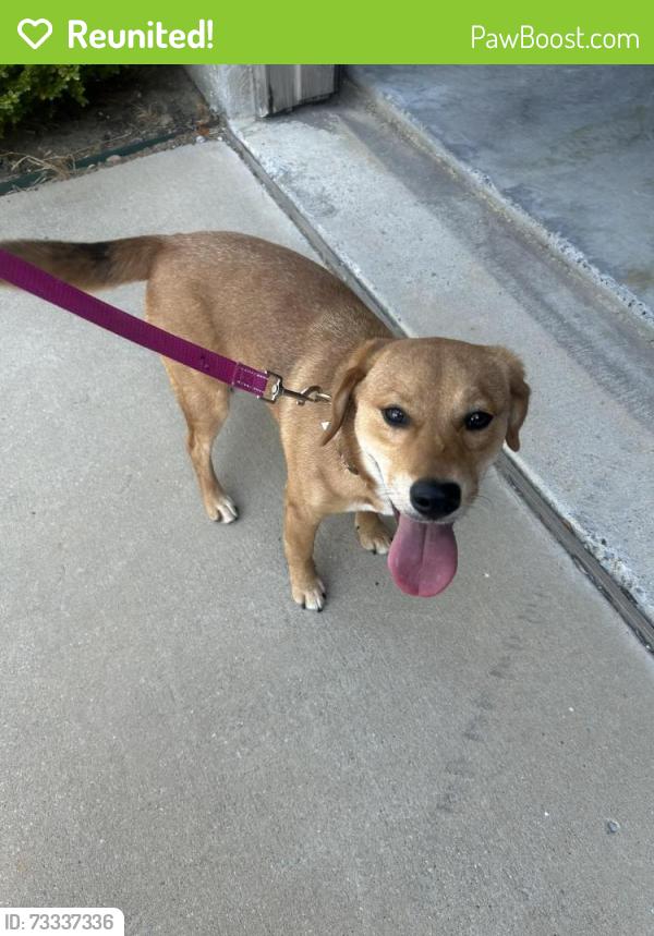 Reunited Female Dog last seen Sierra trail and Coronado. Cross oak ranch, Cross Oak Ranch, TX 76227