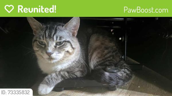 Reunited Male Cat last seen It's a neighborhood near national city public library, National City, CA 91950