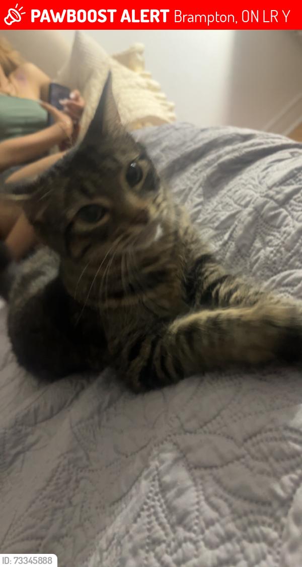 Lost Female Cat last seen Braydon and airport, Brampton, ON L6R 2Y2