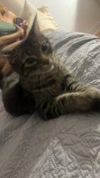 Lost Female Cat last seen Braydon and airport, Brampton, ON L6R 2Y2