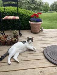 Lost Male Cat last seen Taylor and Clarke, Gurnee, IL 60031
