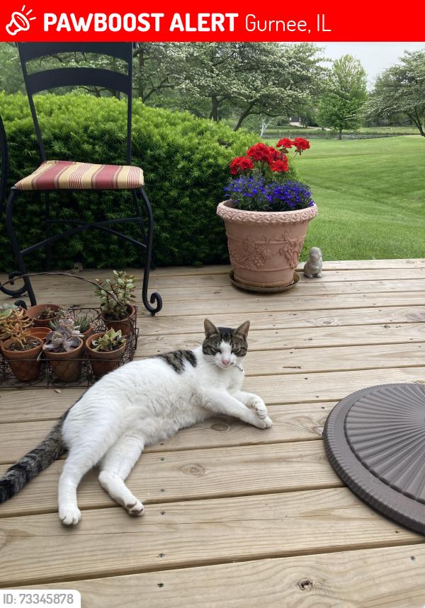 Lost Male Cat last seen Taylor and Clarke, Gurnee, IL 60031