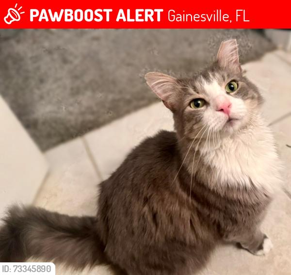 Lost Unknown Cat last seen On the unpaved path behind The Links at Haile Plantation, Gainesville, FL 32608