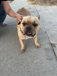 Found/Stray Female Dog last seen Heidelberd, Walnut, CA 91789