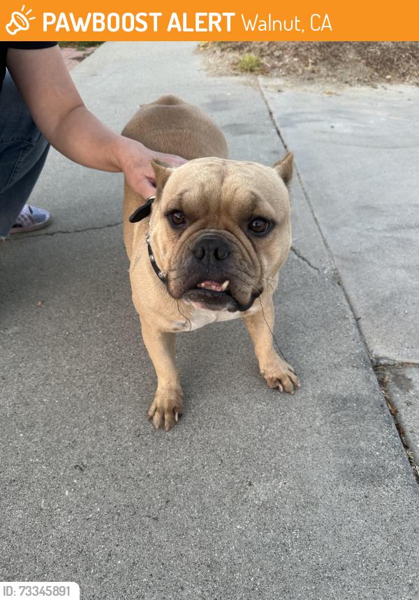 Found/Stray Female Dog last seen Heidelberd, Walnut, CA 91789