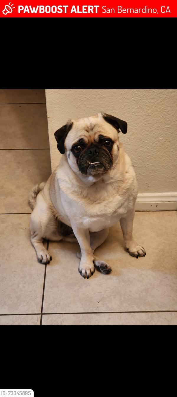 Lost Female Dog last seen W 30th st San Bernardino, San Bernardino, CA 92405