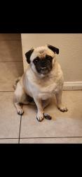 Lost Female Dog last seen W 30th st San Bernardino, San Bernardino, CA 92405