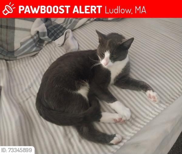 Lost Male Cat last seen Harlan and East, Ludlow, MA 01056