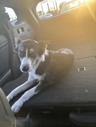 Reunited Female Dog last seen Phoenix college, Phoenix, AZ 85015