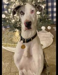 Lost Female Dog last seen Evers road & rue Francois, Leon Valley, TX 78238