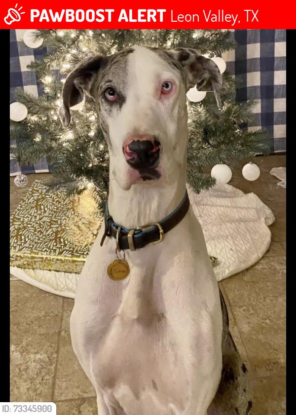 Lost Female Dog last seen Evers road & rue Francois, Leon Valley, TX 78238