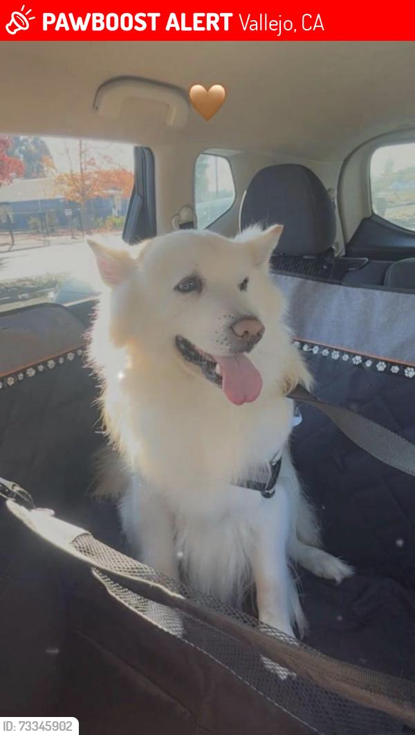 Lost Male Dog last seen Mini Dr and Sonoma Boulevard, Vallejo, CA 94589
