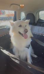 Lost Male Dog last seen Mini Dr and Sonoma Boulevard, Vallejo, CA 94589