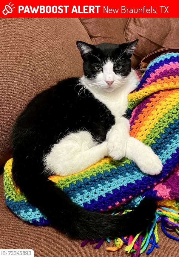 Lost Female Cat last seen River Bend, New Braunfels, TX 78130