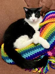 Lost Female Cat last seen River Bend, New Braunfels, TX 78130