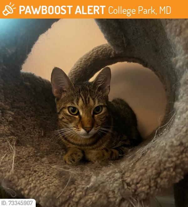 Found/Stray Male Cat last seen Seminole St and Rhode Island Ave, College Park, MD 20740