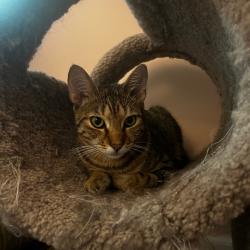 Found/Stray Male Cat last seen Seminole St and Rhode Island Ave, College Park, MD 20740