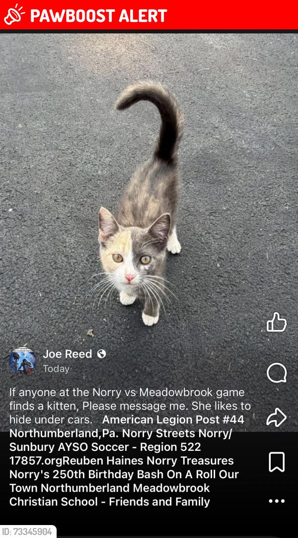 Lost Female Cat last seen Near canary rd, Northumberland, PA 17857