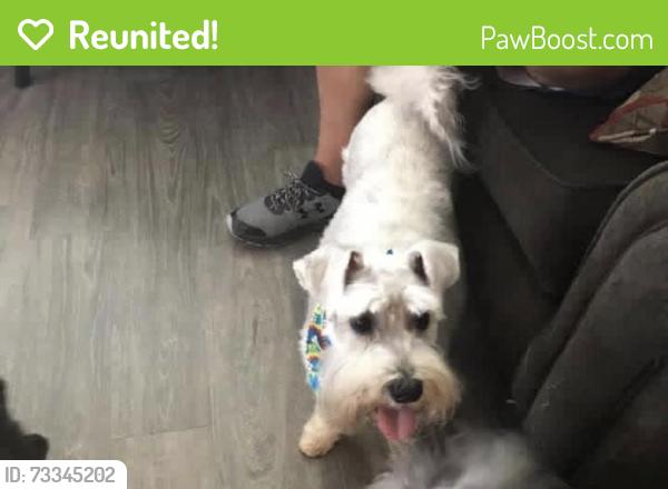Reunited Female Dog last seen Windy stream, Houston, TX 77044