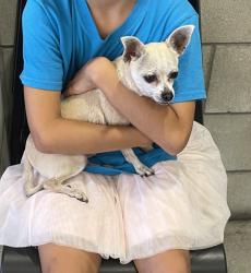 Reunited Male Dog last seen Sunset Cliffs Blvd and Cape May, San Diego, CA 92107