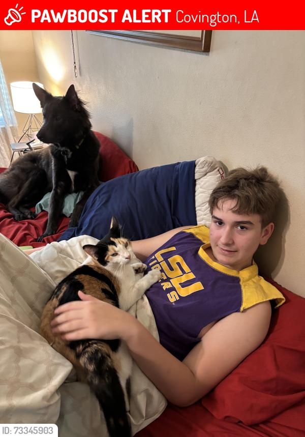 Lost Female Cat last seen Lake Ramsey, Covington, LA 70435