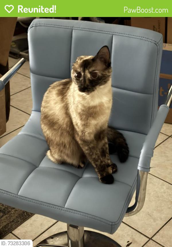 Reunited Female Cat last seen Near Marlboro st, Wilmington NC, Wilmington, NC 28403