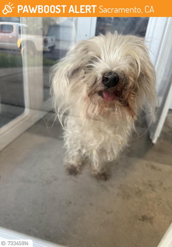 Found/Stray Unknown Dog last seen Mack road and Franklin, Sacramento, CA 95823