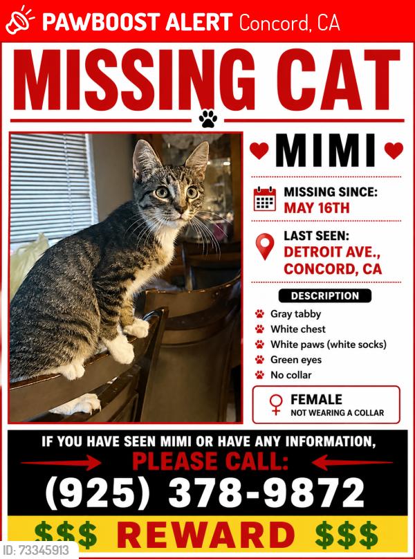 Lost Female Cat last seen Near Detroit Ave, Concord, CA 94520