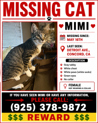 Lost Female Cat last seen Near Detroit Ave, Concord, CA 94520